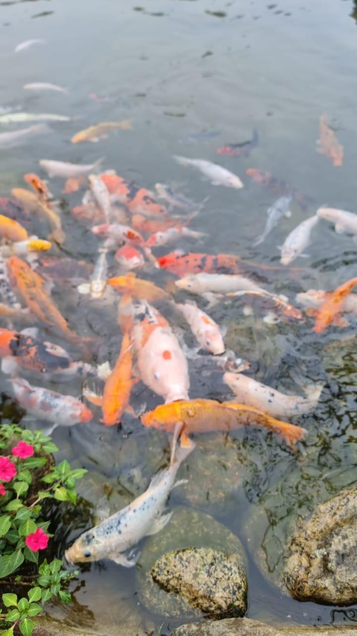 Photo of Ausvilla - Kundasang, Sabah, Malaysia