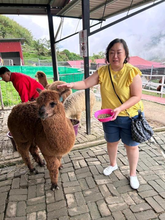 Photo of Alpaca Club - Kundasang, Sabah, Malaysia