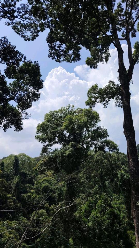 Photo of Rainforest Discovery Centre - Sandakan, Sabah, Malaysia