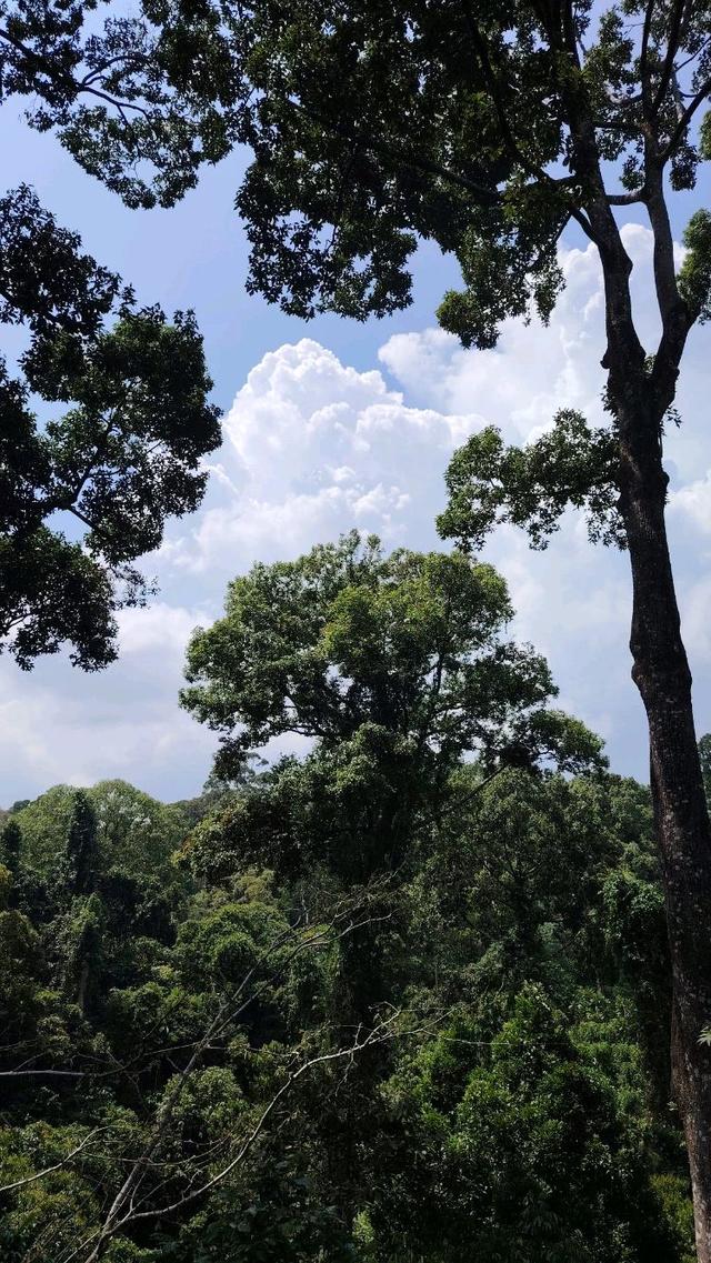 Photo of Rainforest Discovery Centre - Sandakan, Sabah, Malaysia