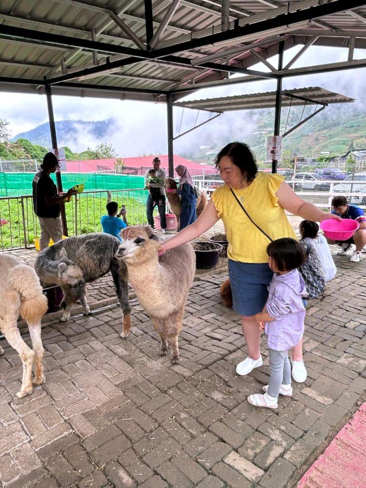 Photo of Alpaca Club - Kundasang, Sabah, Malaysia