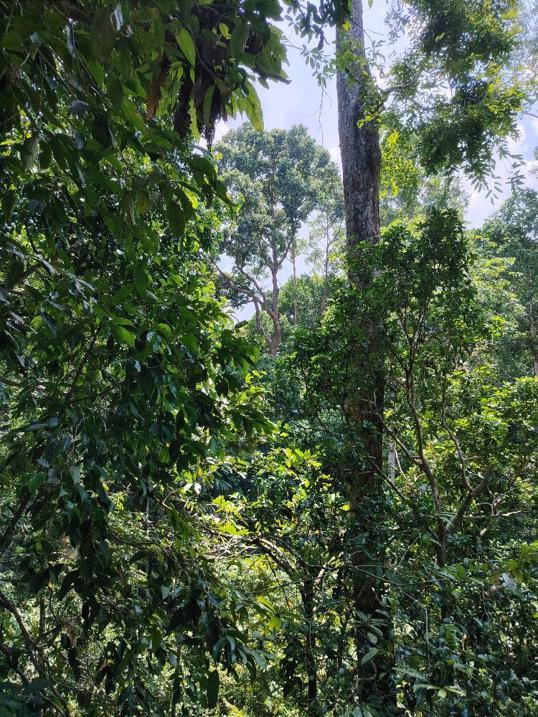 Photo of Rainforest Discovery Centre - Sandakan, Sabah, Malaysia