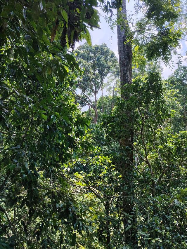 Photo of Rainforest Discovery Centre - Sandakan, Sabah, Malaysia