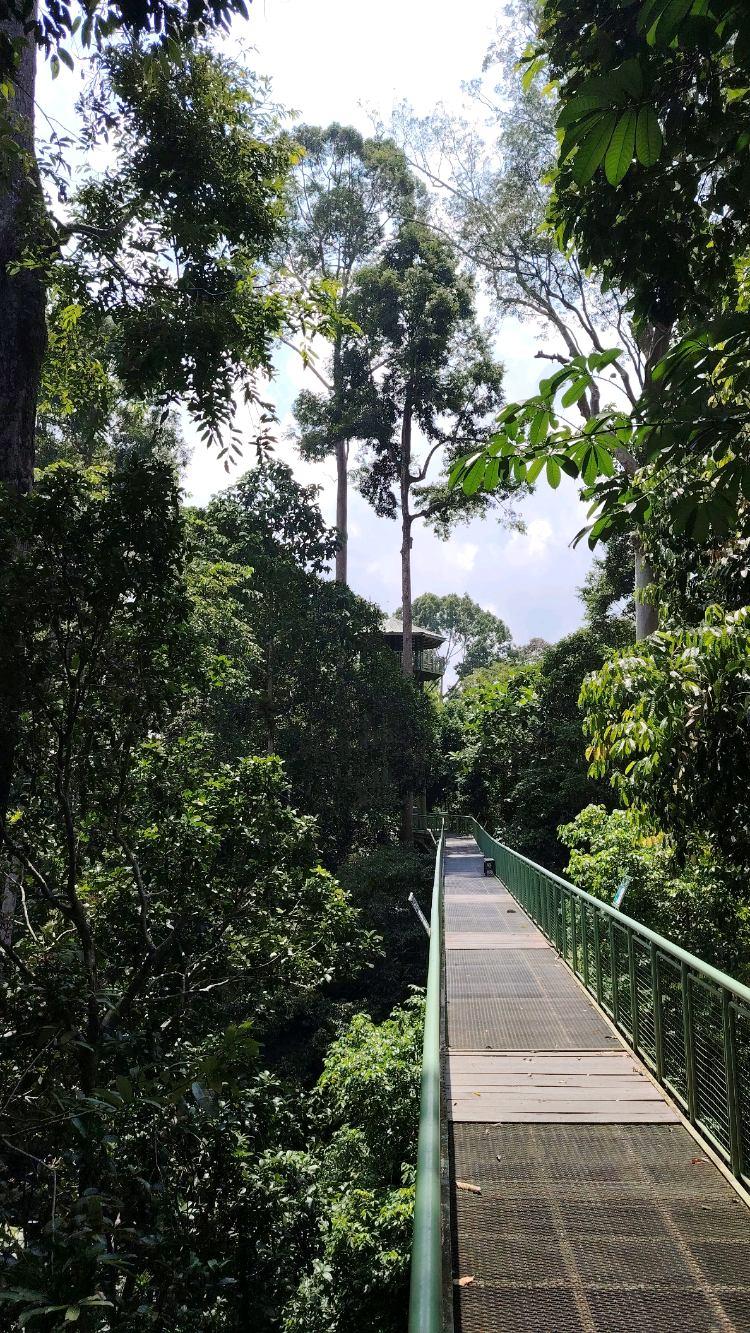 Photo of Rainforest Discovery Centre - Sandakan, Sabah, Malaysia