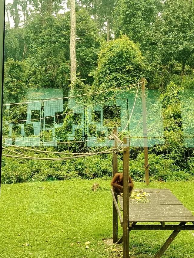 Photo of Rainforest Discovery Centre - Sandakan, Sabah, Malaysia