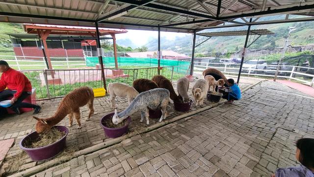 Photo of Alpaca Club - Kundasang, Sabah, Malaysia