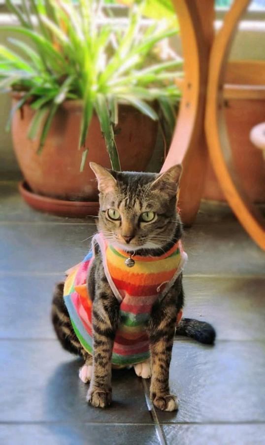 Photo of Cat & Mei Cafe - Kota Kinabalu, Sabah, Malaysia