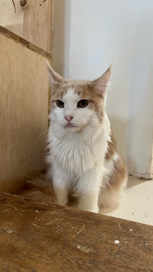 Photo of Monster. A Garden Cafe - Kuala Lumpur, Kuala lumpur, Malaysia