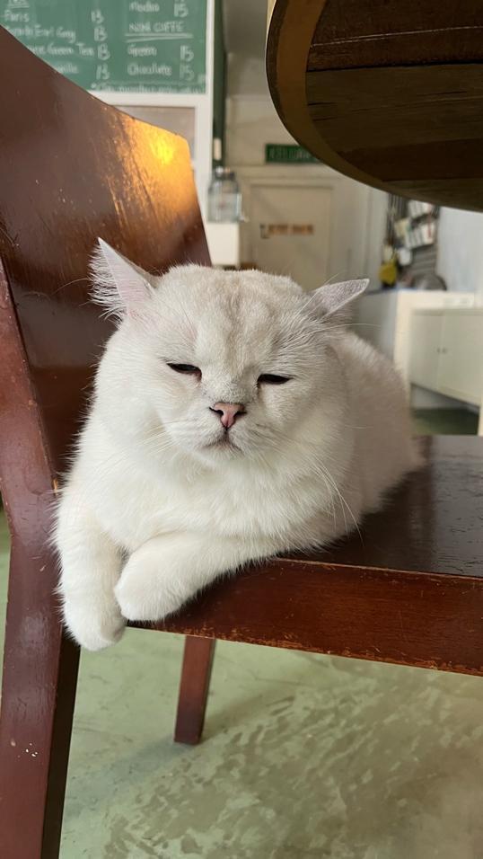 Photo of Monster. A Garden Cafe - Kuala Lumpur, Kuala lumpur, Malaysia