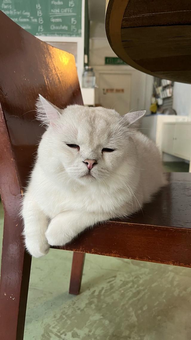 Photo of Monster. A Garden Cafe - Kuala Lumpur, Kuala lumpur, Malaysia