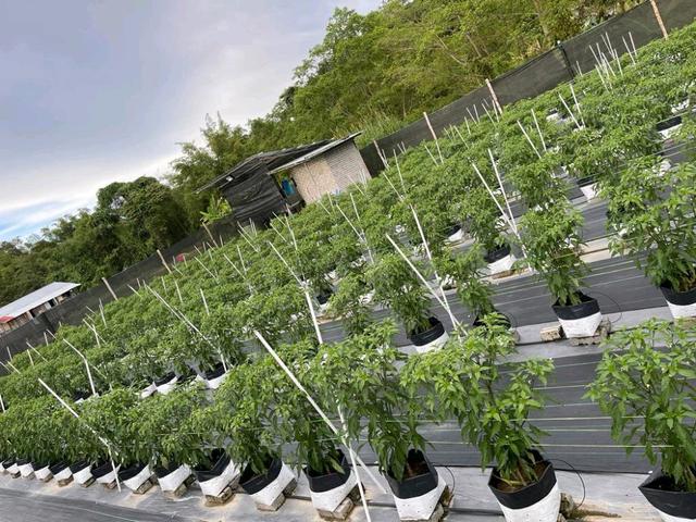 Photo of Agro Fortune Agriculture Company (Agro Fortune Sdn Bhd) - Kota Kinabalu, Sabah, Malaysia