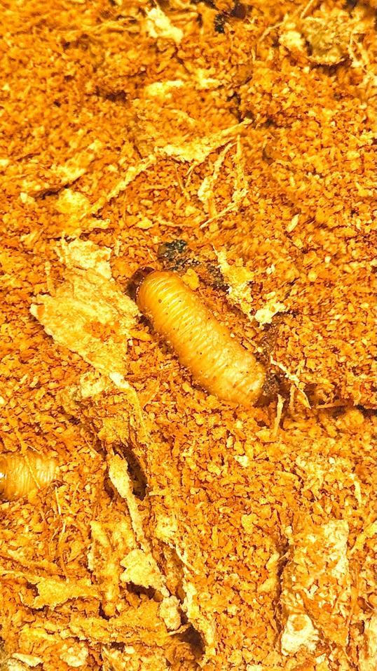 Photo of Hotel N°5 - Kota Kinabalu, Sabah, Malaysia