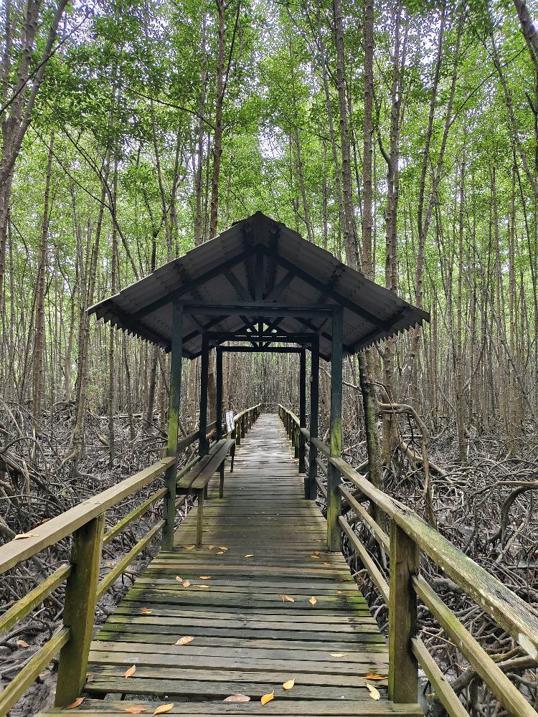 Photo of Kota Kinabalu Wetland Ramsar Site - Kota Kinabalu, Sabah, Malaysia