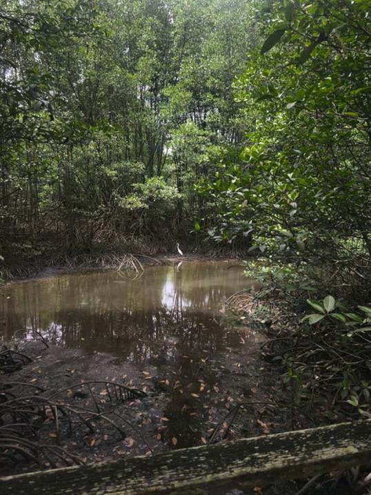 Photo of Kota Kinabalu Wetland Ramsar Site - Kota Kinabalu, Sabah, Malaysia