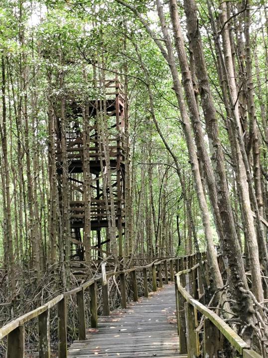 Photo of Kota Kinabalu Wetland Ramsar Site - Kota Kinabalu, Sabah, Malaysia