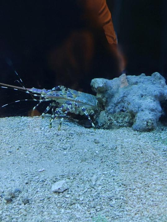 Photo of Aquarium & Marine Museum, Universiti Malaysia Sabah, Kota Kinabalu, Sabah. - Kota Kinabalu, Sabah, Malaysia
