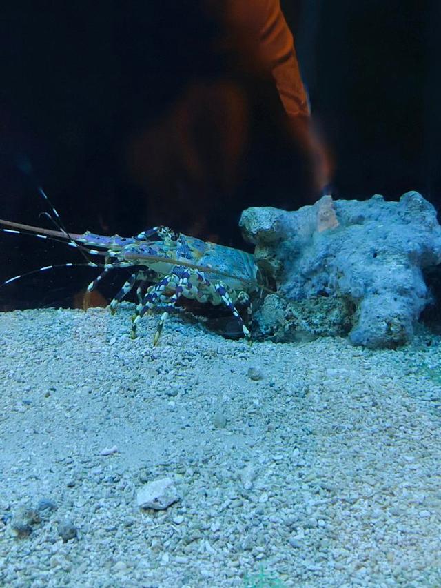 Photo of Aquarium & Marine Museum, Universiti Malaysia Sabah, Kota Kinabalu, Sabah. - Kota Kinabalu, Sabah, Malaysia