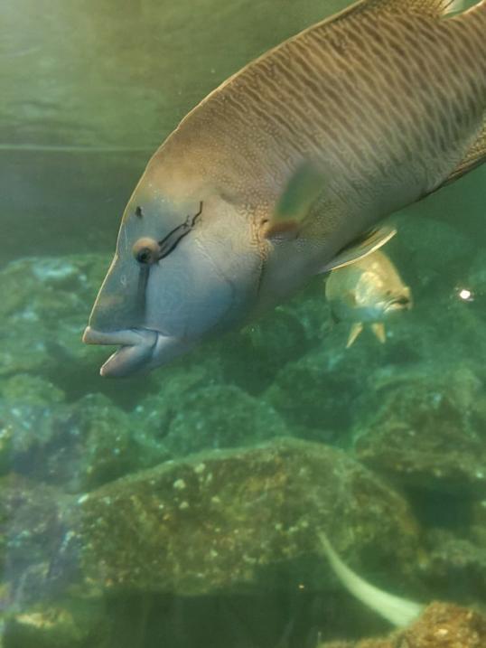 Photo of Aquarium & Marine Museum, Universiti Malaysia Sabah, Kota Kinabalu, Sabah. - Kota Kinabalu, Sabah, Malaysia
