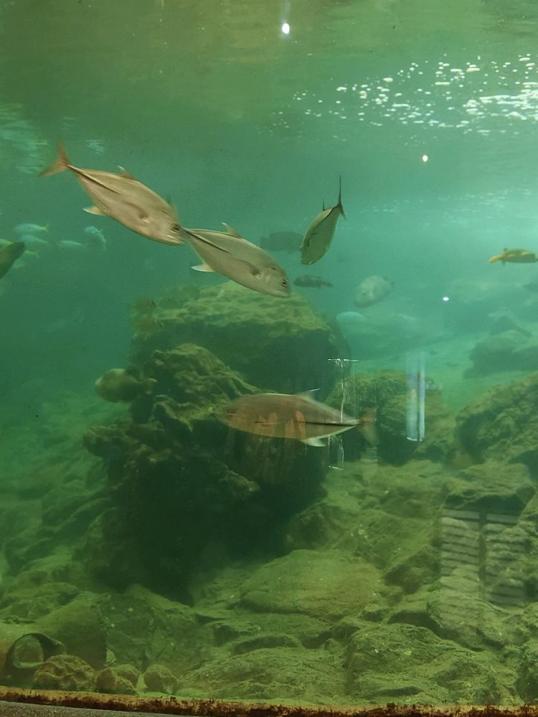 Photo of Aquarium & Marine Museum, Universiti Malaysia Sabah, Kota Kinabalu, Sabah. - Kota Kinabalu, Sabah, Malaysia