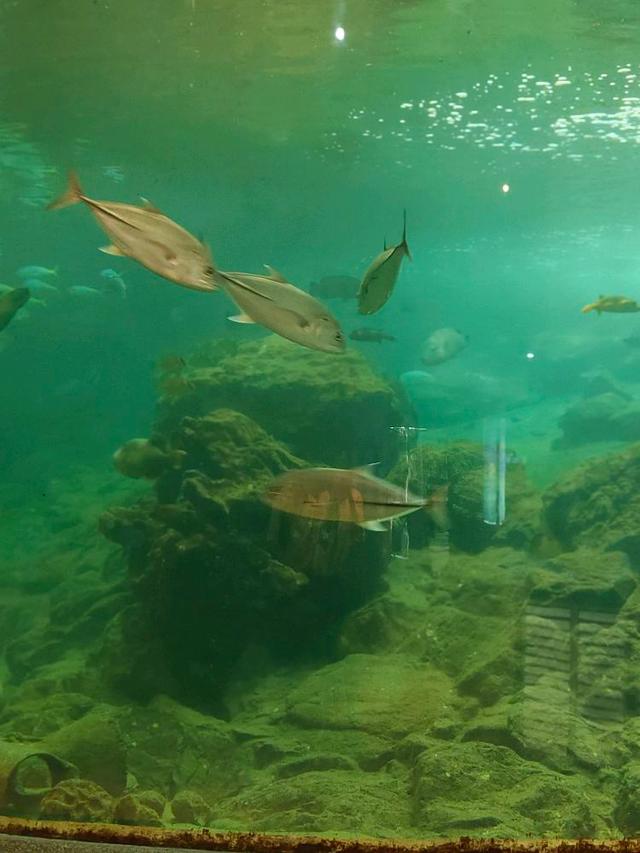 Photo of Aquarium & Marine Museum, Universiti Malaysia Sabah, Kota Kinabalu, Sabah. - Kota Kinabalu, Sabah, Malaysia