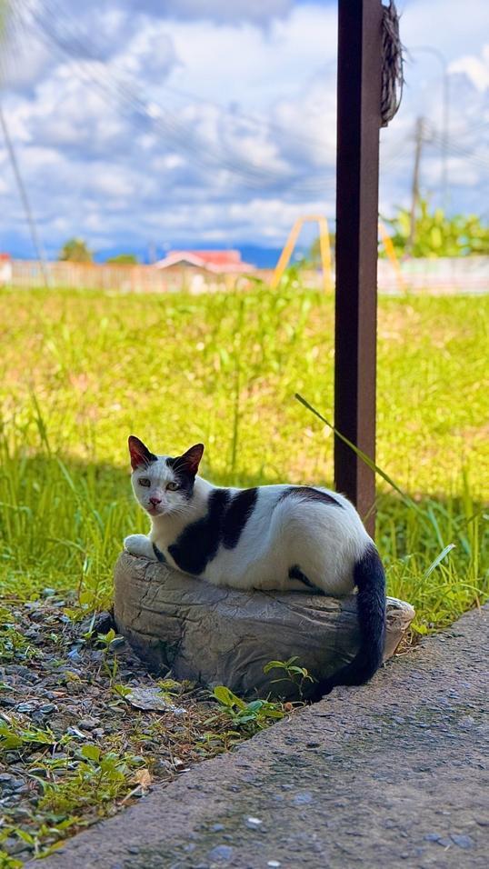 Photo of Pisang Cheese93 - Kota Kinabalu, Sabah, Malaysia